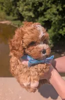 Jaxin 🩵, a male Cavapoo for sale in Meta, MO – 4 of 10