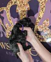 Sarabi 💜, a female Poodle - Miniature  for sale in Meta, MO – 2 of 10