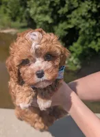 Jaxin 🩵, a male Cavapoo for sale in Meta, MO – 3 of 10