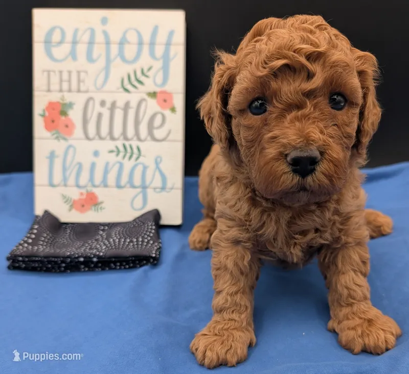 Pompadour 🖤 – Poodle - Miniature  puppy for sale in Meta, MO