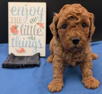 Pompadour 🖤, a male Poodle - Miniature  for sale in Meta, MO – 1 of 10