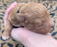 Snoopy 🖤, a male Poodle - Toy  for sale in Meta, MO – 9 of 10