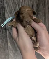 Betty 🩵, a female Poodle - Toy  for sale in Meta, MO – 5 of 10