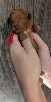 Raspberry 🩷, a female Poodle - Toy  for sale in Meta, MO – 7 of 10