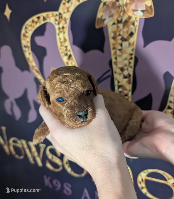 Grape 🍇 – Poodle - Toy  puppy for sale in Meta, MO
