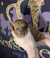 Grape 🍇, a female Poodle - Toy  for sale in Meta, MO – 1 of 10