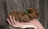 Pebbles 💚, a female Poodle - Toy  for sale in Meta, MO – 10 of 10