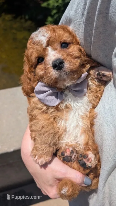 Nathan 🩶 – Cavapoo puppy for sale in Meta, MO