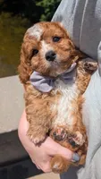 Nathan 🩶, a male Cavapoo for sale in Meta, MO – 1 of 10