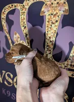 Spike 🤍, a male Poodle - Miniature  for sale in Meta, MO – 10 of 10