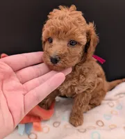 Raspberry 🩷, a female Poodle - Toy  for sale in Meta, MO – 2 of 10