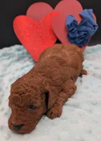 Caleb 🩵, a male Poodle - Miniature  for sale in Meta, MO – 6 of 10