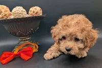 Bamm Bamm 🧡, a male Poodle - Toy  for sale in Meta, MO – 6 of 10