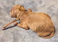 All Spice 🤎, a male Poodle - Toy  for sale in Meta, MO – 3 of 9