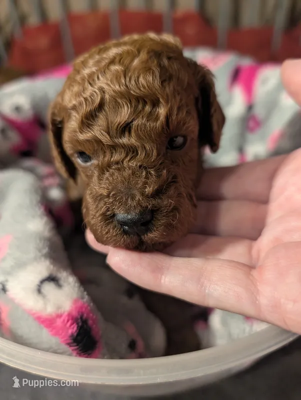 Woody 🤎 – Poodle - Miniature  puppy for sale in Meta, MO