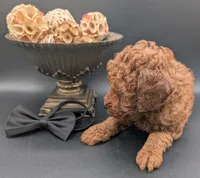 Woody 🤎, a male Poodle - Miniature  for sale in Meta, MO – 7 of 10