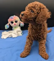 Cal 🤍, a male Poodle - Miniature  for sale in Meta, MO – 6 of 10