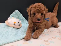 Blueberry 🫐, a male Poodle - Toy  for sale in Meta, MO – 1 of 10