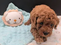 Mohawk 🩶, a male Poodle - Toy  for sale in Meta, MO – 5 of 10