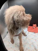 Scarlet Retired AKC Registered , a female Poodle - Miniature  for sale in Meta, MO – 8 of 10