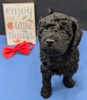 Simba ❤️, a male Poodle - Miniature  for sale in Meta, MO – 4 of 10