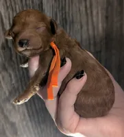 Pumpkin 🧡, a female Poodle - Toy  for sale in Meta, MO – 4 of 10