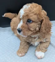 Nathan 🩶, a male Cavapoo for sale in Meta, MO – 9 of 10
