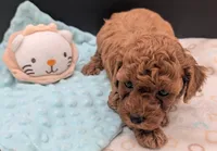 Mohawk 🩶, a male Poodle - Toy  for sale in Meta, MO – 8 of 10
