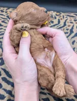 Charlie Brown 💛, a male Poodle - Toy  for sale in Meta, MO – 9 of 10
