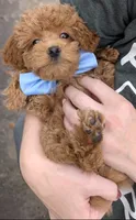 Betty 🩵, a female Poodle - Toy  for sale in Meta, MO – 6 of 10