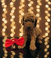 processed/68786468-075f-4744-9406-fc846190954c/listing/d1d1b6fe-9ba3-4f8d-8a5f-593082c3db5b/1cdbcd96-c877-4201-9b78-f63e28467f8a