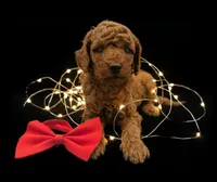 processed/68786468-075f-4744-9406-fc846190954c/listing/d1d1b6fe-9ba3-4f8d-8a5f-593082c3db5b/33d531c5-1bc4-4dc2-a990-ac4b660d1e2c