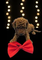 processed/68786468-075f-4744-9406-fc846190954c/listing/d1d1b6fe-9ba3-4f8d-8a5f-593082c3db5b/f4802aba-da5f-4351-bbe3-bd4b6ee56eea