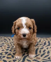 Jaxin 🩵, a male Cavapoo for sale in Meta, MO – 3 of 10