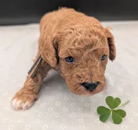 Snoopy 🖤, a male Poodle - Miniature  for sale in Meta, MO – 3 of 10