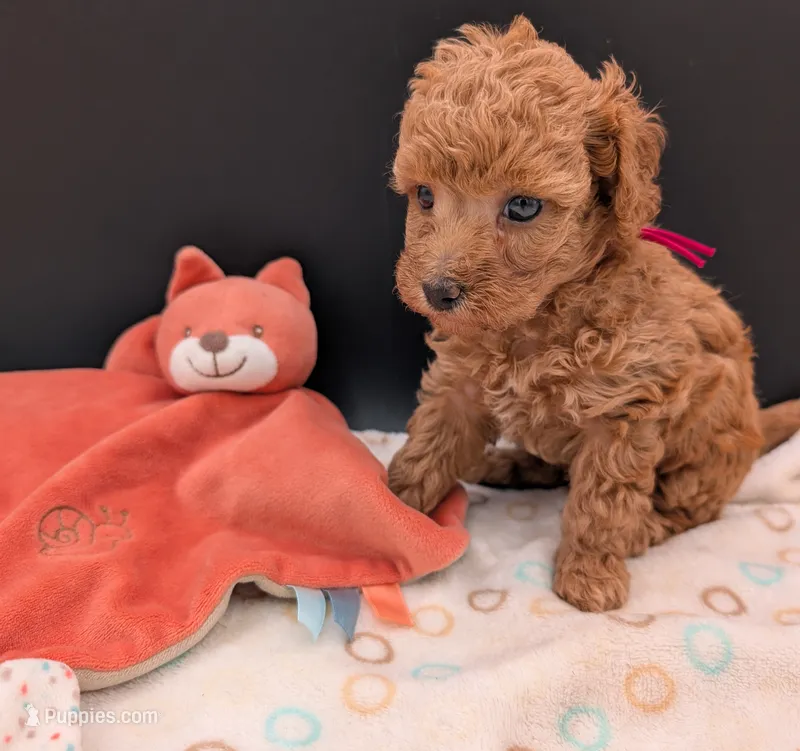 Raspberry 🩷 – Poodle - Toy  puppy for sale in Meta, MO