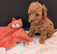 Raspberry 🩷, a female Poodle - Toy  for sale in Meta, MO – 1 of 10