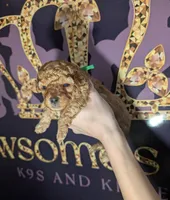 Pebbles 💚, a female Poodle - Toy  for sale in Meta, MO – 2 of 10