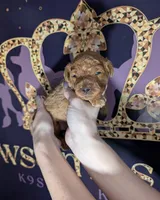 Pompadour 🖤, a male Poodle - Miniature  for sale in Meta, MO – 4 of 10