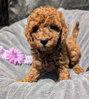 Sophie 💜, a female Poodle - Miniature  for sale in Meta, MO – 10 of 10