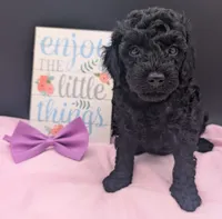 Sarabi 💜, a female Poodle - Miniature  for sale in Meta, MO – 10 of 10