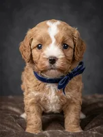 Jaxin 🩵, a male Cavapoo for sale in Meta, MO – 10 of 10