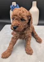 Caleb 🩵, a male Poodle - Miniature  for sale in Meta, MO – 2 of 10