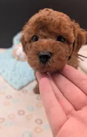 Barney 🤎, a male Poodle - Toy  for sale in Meta, MO – 2 of 10