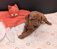 Jessie 💛, a female Poodle - Miniature  for sale in Meta, MO – 3 of 10