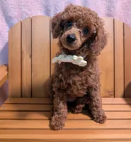 Jessie 💛, a female Poodle - Miniature  for sale in Meta, MO – 1 of 10
