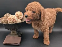 All Spice 🤎, a male Poodle - Toy  for sale in Meta, MO – 7 of 10