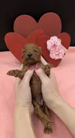 Sophia 🩷, a female Poodle - Miniature  for sale in Meta, MO – 2 of 10
