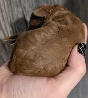 All Spice 🤎, a female Poodle - Toy  for sale in Meta, MO – 2 of 10