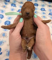 Shaggy 💚, a male Poodle - Toy  for sale in Meta, MO – Photo 2 of 10